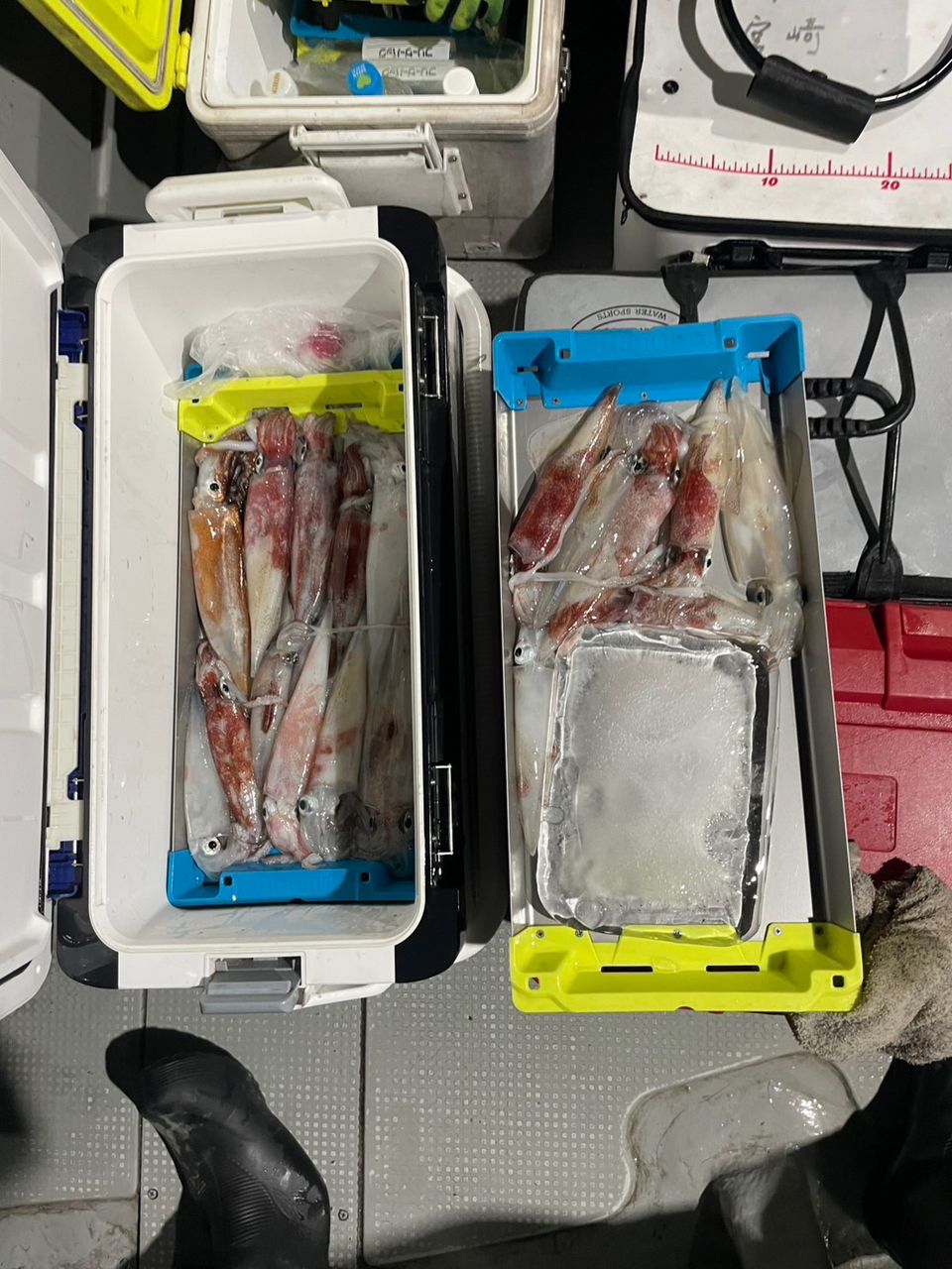 田畑良朗@なつき丸さんの釣果 2枚目の画像