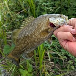スモールマウスバス