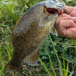 スモールマウスバス