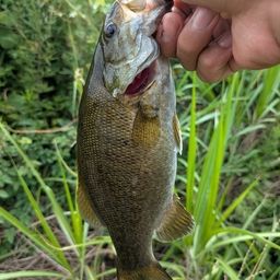 スモールマウスバス