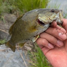 スモールマウスバス