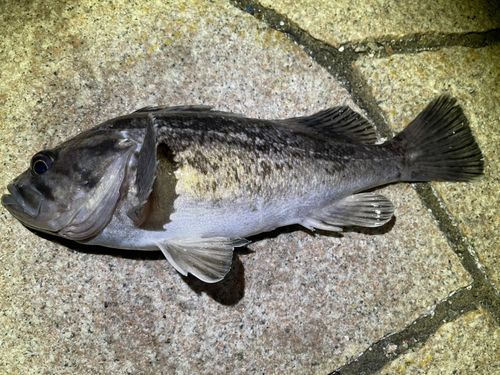 クロソイの釣果