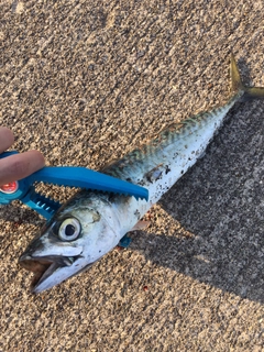 サバの釣果