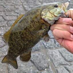 スモールマウスバス