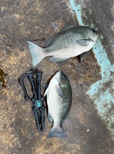 メジナの釣果