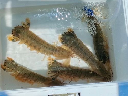 シャコの釣果