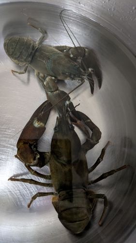 ウチダザリガニ