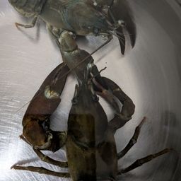 ウチダザリガニ