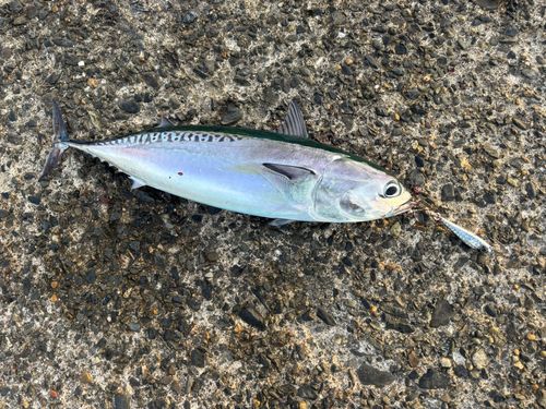 ソウダガツオの釣果