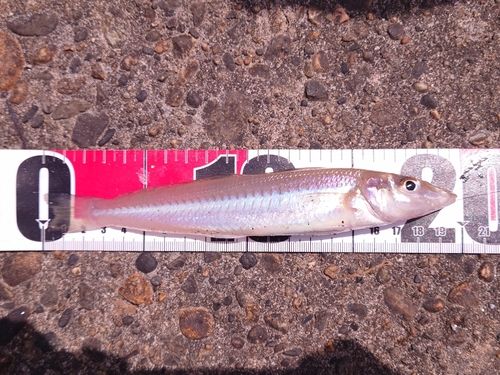 キスの釣果