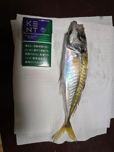 釣果