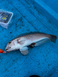 シロアマダイの釣果