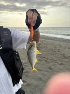 ショゴの釣果