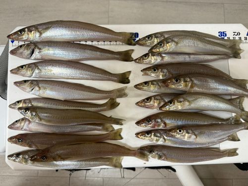 シロギスの釣果