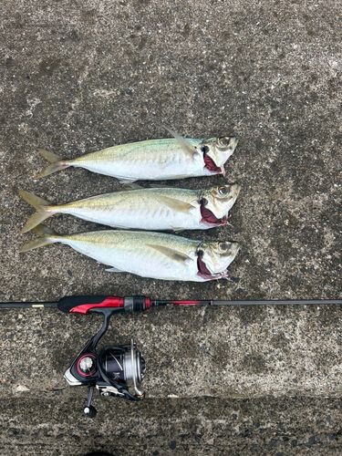 マルアジの釣果