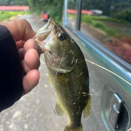 ラージマウスバス