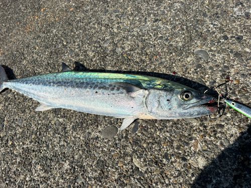 サワラの釣果