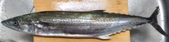 サゴシの釣果