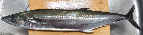 サゴシの釣果