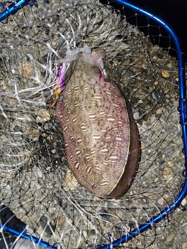 モンゴウイカの釣果