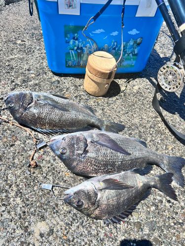 クロダイの釣果