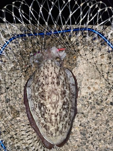 モンゴウイカの釣果