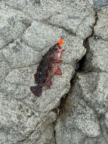 カサゴの釣果