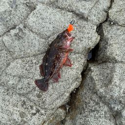 カサゴ
