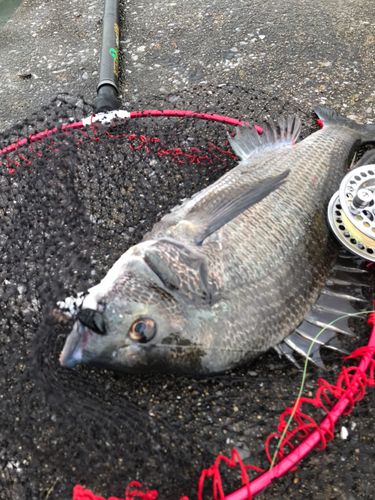 チヌの釣果