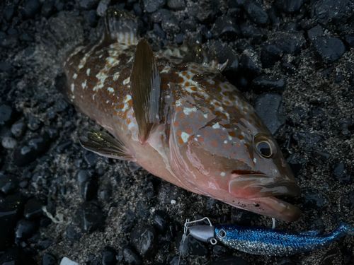 キジハタの釣果