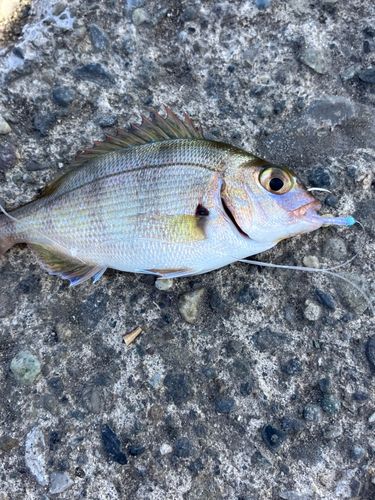 メイチダイの釣果