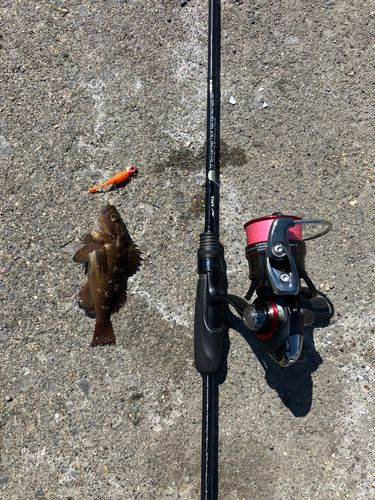 クロソイの釣果