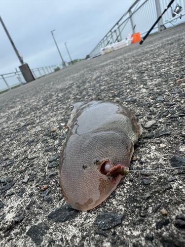 シタビラメの釣果