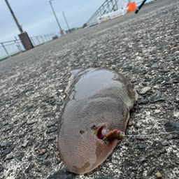 シタビラメ