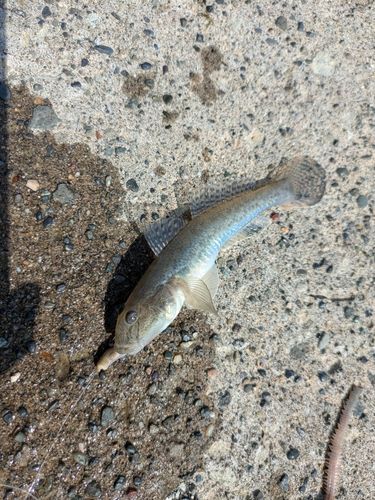 マハゼの釣果