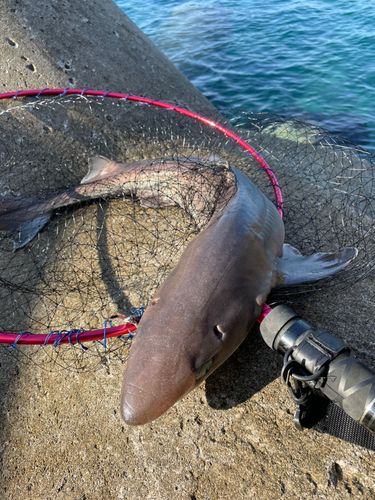 サメの釣果