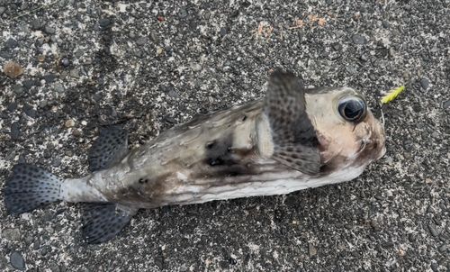 クロムツの釣果