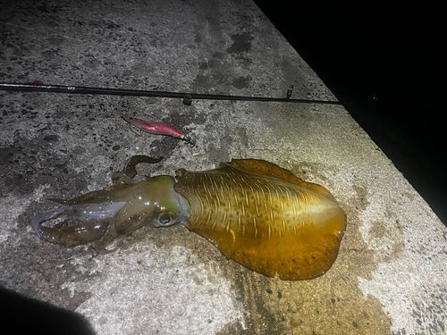 アオリイカの釣果