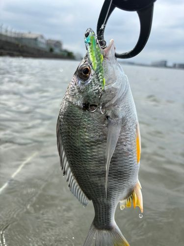 キビレの釣果