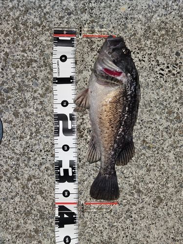 クロソイの釣果