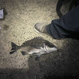 クロダイ