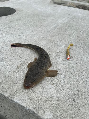 マゴチの釣果