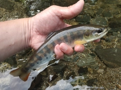 ヤマメの釣果