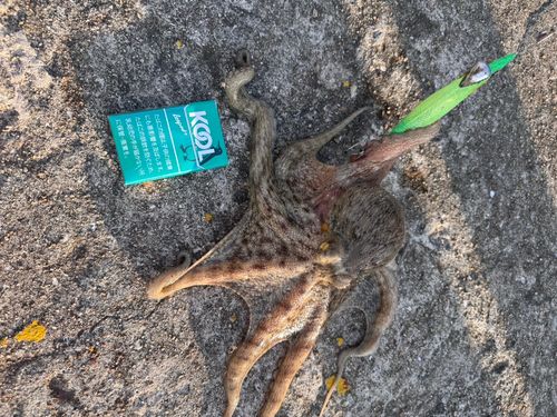 タコの釣果