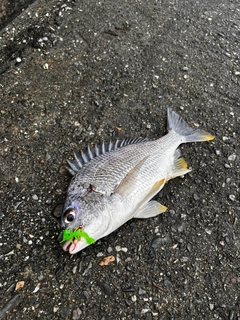 キビレの釣果