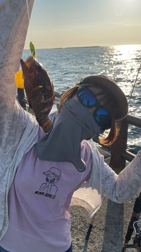 キジハタの釣果