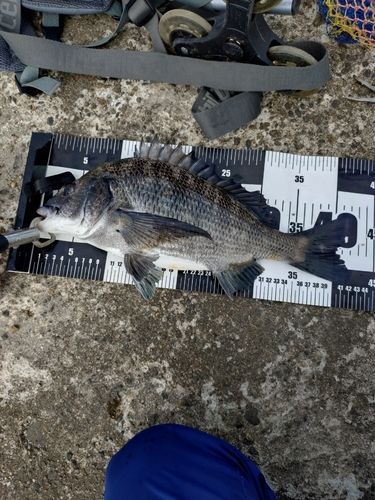 クロダイの釣果