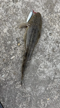 マゴチの釣果