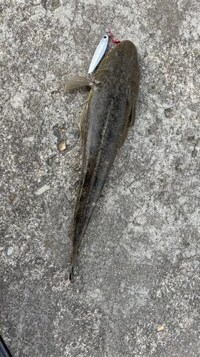 マゴチの釣果