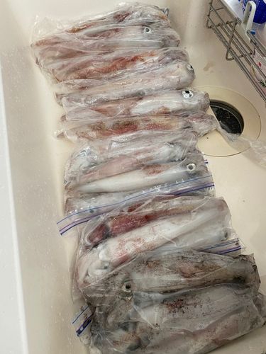 アカイカの釣果